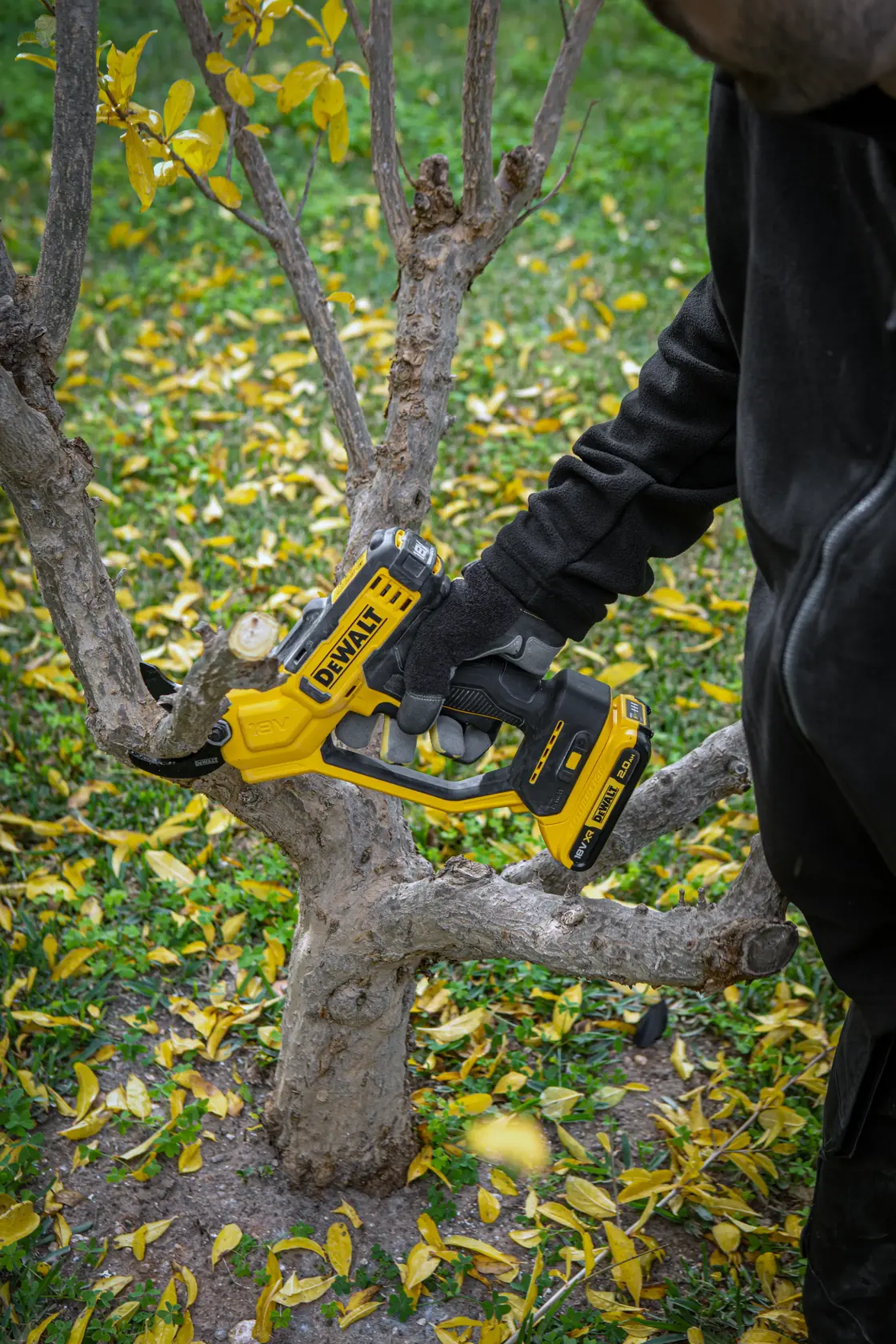 Une personne utilise une scie DEWALT sans fil pour couper une branche d’arbre dehors. Des feuilles jaunes au sol.